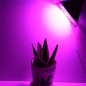 Preview: 58W LED Grow Pflanzenlampe Beleuchtungsbeispiel